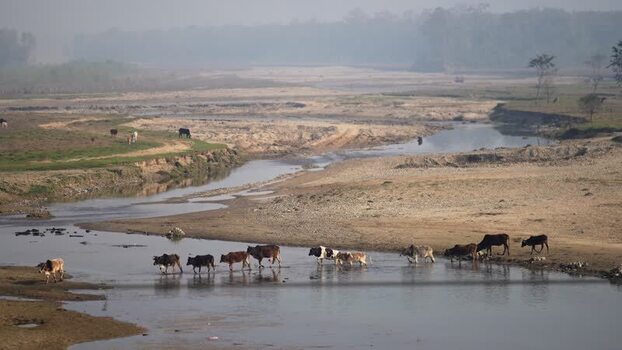 View of a herd of cows crossing a shallow river Nepal.