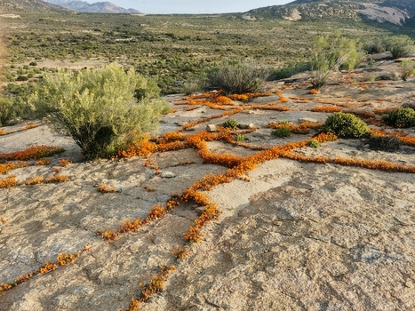 View of orange wildflowers blooming in the rocky crevices of the arid landscape in Springbok Northern Cape South Africa. View of orange wildflowers blooming in the rocky crevices of the arid landscape in Springbok Northern Cape South Africa.