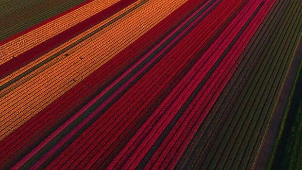Aerial view of colorful tulip fields in Hoogkarspel Netherlands.