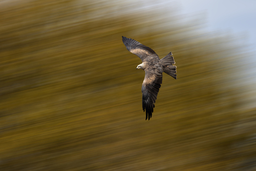View of a black kite in flight with its wings spread against a motion blurred background of autumn foliage Selestat Grand Est France.
