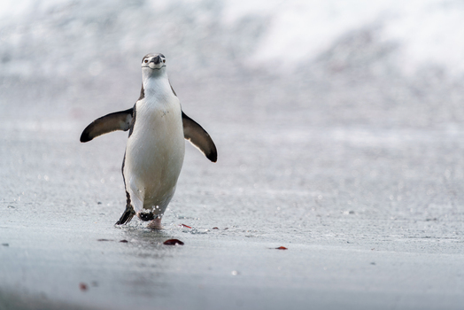 View of a chinstrap penguin walking across a snowy beach with its wings outstretched in Antarctica. View of a chinstrap penguin walking across a snowy beach with its wings outstretched in Antarctica.