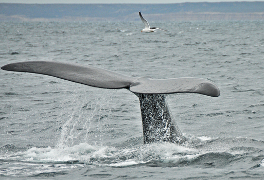 View of a Southern Right Whale tail fluke emerging from the ocean with a seagull flying above near Puerto Piramides Puerto Madryn Chubut Argentina. View of a Southern Right Whale tail fluke emerging from the ocean with a seagull flying above near Puerto Piramides Puerto Madryn Chubut Argentina.