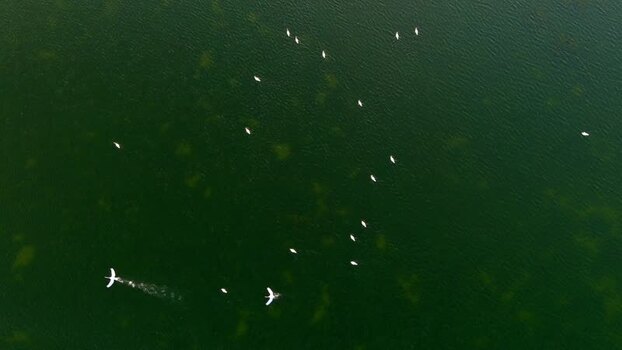 Aerial view of birds flying over the Danube Delta Romania. Aerial view of birds flying over the Danube Delta Romania.