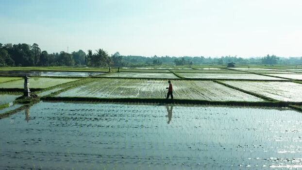 Aerial view of a farmer walking through flooded rice paddies Indonesia. Aerial view of a farmer walking through flooded rice paddies Indonesia.