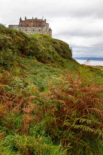 View of Duart Castle standing on a rocky cliff surrounded by green ferns and autumn bracken under an overcast sky in Isle of Mull Scotland United Kingdom.