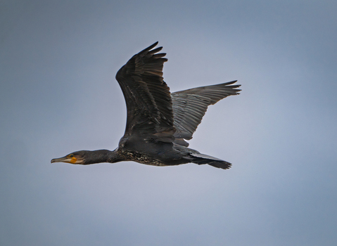 View of a double crested cormorant flying through the overcast sky above the Edwin B. Forsythe National Wildlife Refuge in Galloway New Jersey United States. View of a double crested cormorant flying through the overcast sky above the Edwin B. Forsythe National Wildlife Refuge in Galloway New Jersey United States.