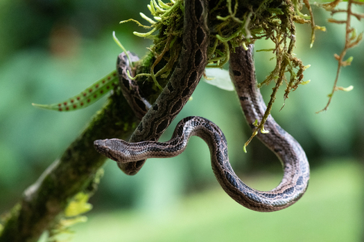 View of a brown patterned snake coiled around a moss covered tree branch in the lush rainforest of Costa Rica.