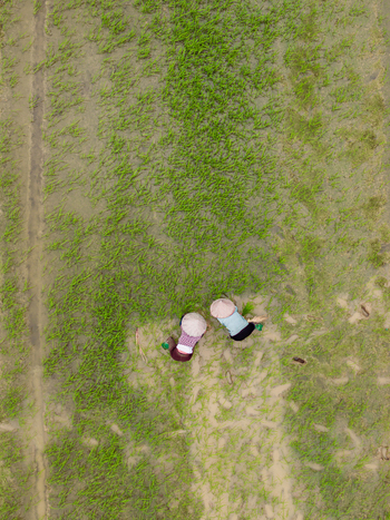 Aerial view of two farmers wearing traditional conical hats working in a muddy rice paddy field in Vietnam. Aerial view of two farmers wearing traditional conical hats working in a muddy rice paddy field in Vietnam.