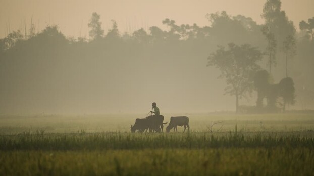 View of a farmer with cows in a misty field in Bogura Bangladesh.
