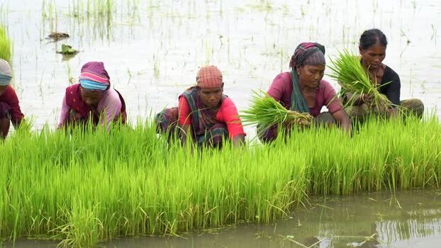 View of women planting rice seedlings in a flooded field Bangladesh. View of women planting rice seedlings in a flooded field Bangladesh.