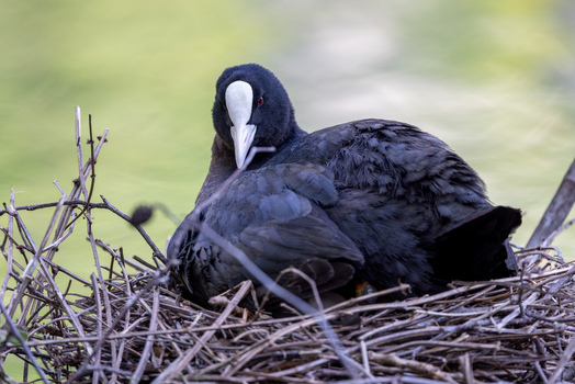 View of a Eurasian coot sitting on its nest made of dry twigs with a soft green background in Mulhouse Grand Est France.