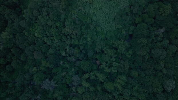 Aerial view of dense forest canopy in the Italian countryside Italy. Aerial view of dense forest canopy in the Italian countryside Italy.
