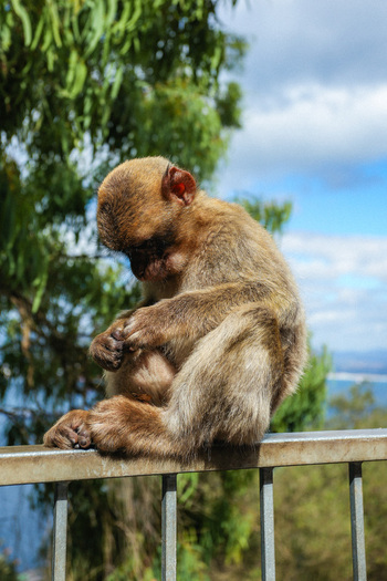View of a Barbary macaque perched contemplatively on a railing against a backdrop of blue skies and blurred greenery Gibraltar Gibraltar. View of a Barbary macaque perched contemplatively on a railing against a backdrop of blue skies and blurred greenery Gibraltar Gibraltar.