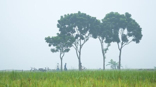 View of people and trees in a misty field Bangladesh. View of people and trees in a misty field Bangladesh.