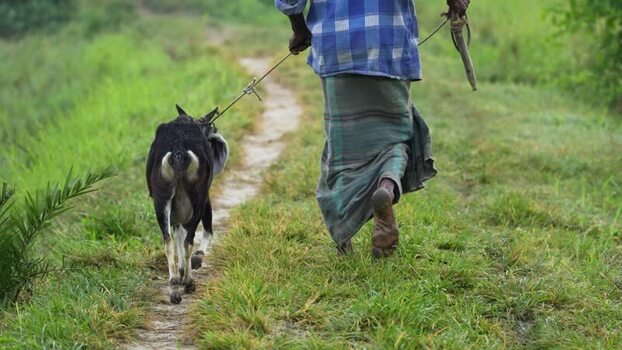 View of a man walking a goat on a path in Bogura Bangladesh.