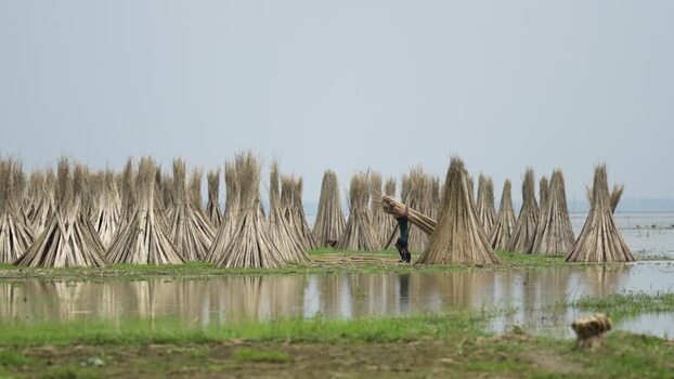 View of a worker carrying jute bundles in a field Bangladesh.