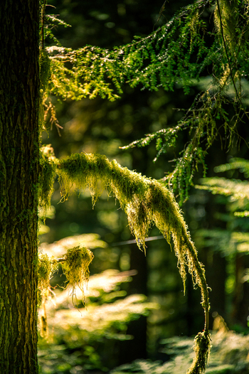 View of moss covered tree branches in the lush temperate rainforest of Olympic National Park illuminated by sunlight filtering through the canopy in Port Angeles Washington United States.