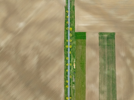 Aerial view of a narrow road cutting through fields of tan and green lined with bright trees Neuf Brisach Grand Est France.