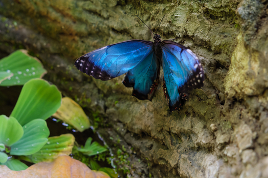 Vienna Austria 28 April 2026 View of a blue morpho butterfly with iridescent wings resting on a textured rock wall inside the Schmetterlinghaus. Vienna Austria 28 April 2026 View of a blue morpho butterfly with iridescent wings resting on a textured rock wall inside the Schmetterlinghaus.