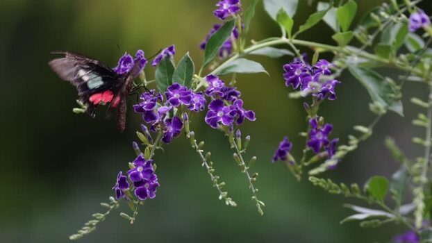 View of a butterfly feeding on purple flowers France.
