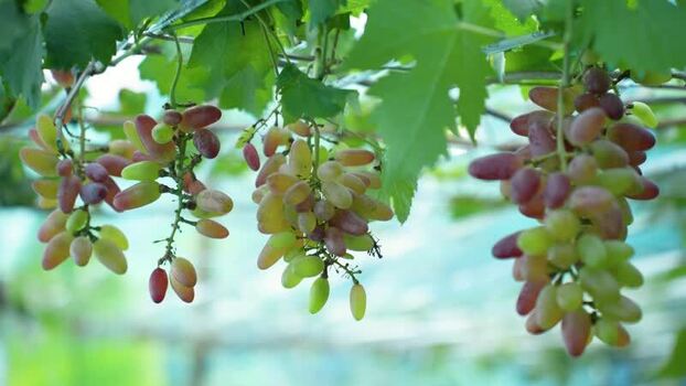 View of ripening grapes on vines Bangladesh. View of ripening grapes on vines Bangladesh.