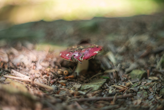 View of a red mushroom growing on the forest floor in Deer Park surrounded by twigs and fallen leaves Looe Cornwall United Kingdom. View of a red mushroom growing on the forest floor in Deer Park surrounded by twigs and fallen leaves Looe Cornwall United Kingdom.