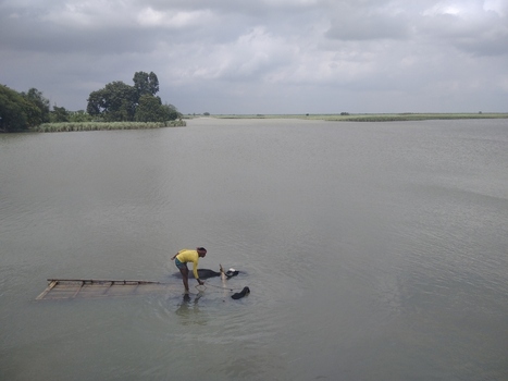 Kushtia Khulna Division Bangladesh 27 April 2020 View of a man in a yellow shirt standing in the water and guiding a water buffalo with a wooden raft nearby under a cloudy sky. Kushtia Khulna Division Bangladesh 27 April 2020 View of a man in a yellow shirt standing in the water and guiding a water buffalo with a wooden raft nearby under a cloudy sky.