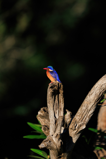 View of a colorful malachite kingfisher perched on a dry tree stump in the wilderness of Kruger National Park Skukuza Mpumalanga South Africa. View of a colorful malachite kingfisher perched on a dry tree stump in the wilderness of Kruger National Park Skukuza Mpumalanga South Africa.