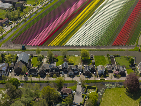 Aerial view of vibrant rows of colorful tulip fields stretching across the landscape with a canal and residential houses in the foreground in the Netherlands. Aerial view of vibrant rows of colorful tulip fields stretching across the landscape with a canal and residential houses in the foreground in the Netherlands.