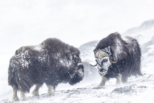 View of two muskoxen standing in the snow in Dovrefjell National Park Norway. View of two muskoxen standing in the snow in Dovrefjell National Park Norway.