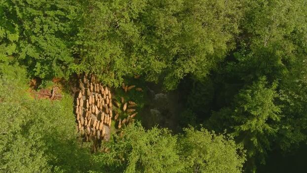 Aerial view of sheep herd in a forest clearing ROMANIA. Aerial view of sheep herd in a forest clearing ROMANIA.
