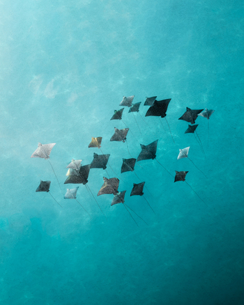 Aerial view of a squadron of rays gliding in the turquoise waters of Ouvéa Lagoon a mesmerizing dance of marine life unfolds Ouvéa Loyalty Islands Province New Caledonia. Aerial view of a squadron of rays gliding in the turquoise waters of Ouvéa Lagoon a mesmerizing dance of marine life unfolds Ouvéa Loyalty Islands Province New Caledonia.