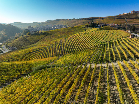 Aerial view of Barolo Cannubi Hill vineyards with rolling hills of autumn grapevines and the historic village in the background under a clear sky Barolo Piedmont Italy. Aerial view of Barolo Cannubi Hill vineyards with rolling hills of autumn grapevines and the historic village in the background under a clear sky Barolo Piedmont Italy.
