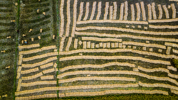 Aerial view of harvested jute stalks laid out in neat rows to dry in the fields of Gopalganj Dhaka Division Bangladesh.