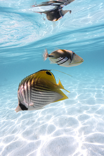 View of a threadfin butterflyfish and a Picasso triggerfish swimming in clear turquoise water with sunlight patterns on the sandy seabed in Moorea Maiao French Polynesia.