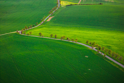 Aerial view of a winding road lined with trees passing through lush green rolling fields under soft light Chvalkovice Hradec Kralove Region Czechia.