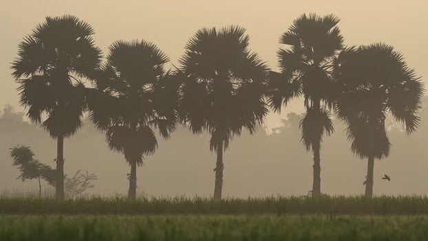 View of palm trees silhouetted against a misty sky Bangladesh.