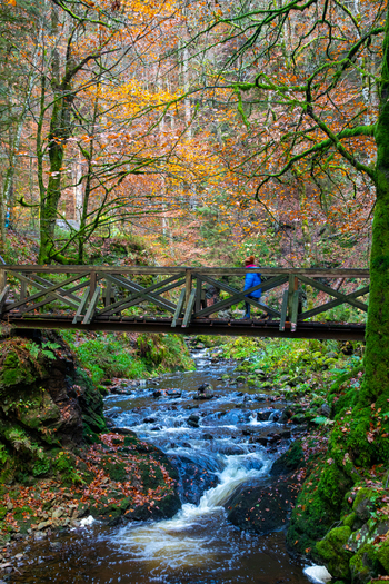 View of a wooden bridge crossing a flowing stream in the Ravennaschlucht forest with autumn foliage and mossy trees Breitnau Baden Wurttemberg Germany. View of a wooden bridge crossing a flowing stream in the Ravennaschlucht forest with autumn foliage and mossy trees Breitnau Baden Wurttemberg Germany.