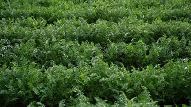 View of lush green carrot plants growing in neat rows India. View of lush green carrot plants growing in neat rows India.