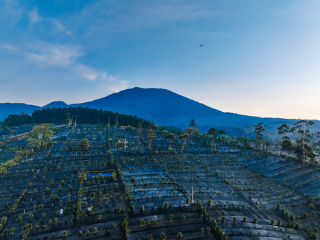 Aerial view of Goalpara Tea Park featuring lush tea bushes under protective netting with a large mountain in the background under a clear blue sky in Kecamatan Sukaraja Jawa Barat Indonesia. Aerial view of Goalpara Tea Park featuring lush tea bushes under protective netting with a large mountain in the background under a clear blue sky in Kecamatan Sukaraja Jawa Barat Indonesia.