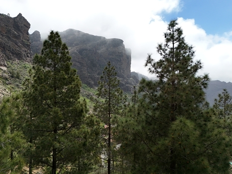 Aerial view of Roque Nublo s rugged peaks piercing through the mist framed by lush green pine forests under a bright sky La Culata Canarias Spain. Aerial view of Roque Nublo s rugged peaks piercing through the mist framed by lush green pine forests under a bright sky La Culata Canarias Spain.