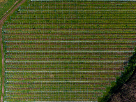 Aerial view of agricultural fields with rows of polytunnels in Gnosall Heath Gnosall England United Kingdom. Aerial view of agricultural fields with rows of polytunnels in Gnosall Heath Gnosall England United Kingdom.