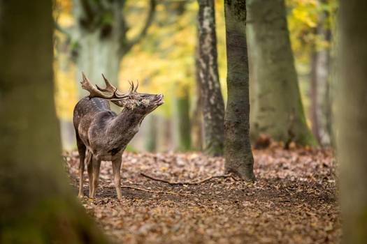 View of a fallow deer buck with antlers standing in an autumn forest with fallen leaves and trees in Debrzno Pomeranian Voivodeship Poland. View of a fallow deer buck with antlers standing in an autumn forest with fallen leaves and trees in Debrzno Pomeranian Voivodeship Poland.