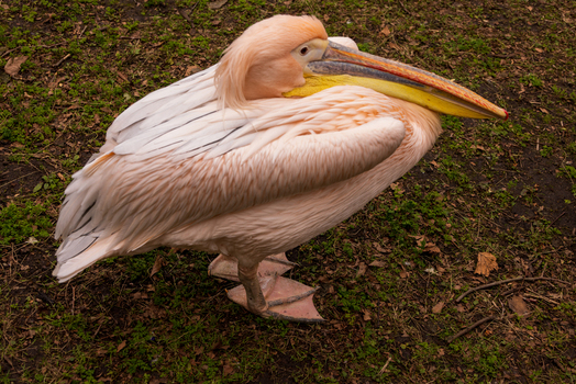 View of a great white pelican resting on the green grass with its head tucked into its pinkish white feathers London England United Kingdom. View of a great white pelican resting on the green grass with its head tucked into its pinkish white feathers London England United Kingdom.