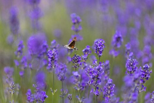 View of a hummingbird hawk moth hovering over vibrant purple lavender flowers in a blooming field in Wittenheim Grand Est France.