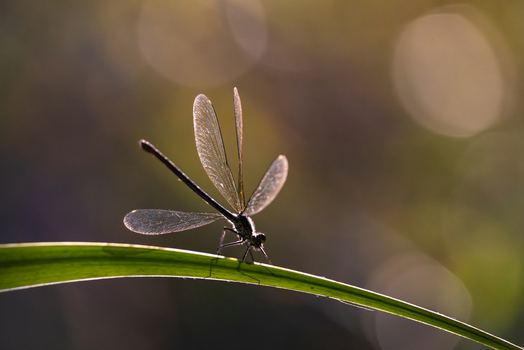 View of a damselfly perched on a green blade of grass with backlit wings and a soft bokeh background in Wittenheim Grand Est France. View of a damselfly perched on a green blade of grass with backlit wings and a soft bokeh background in Wittenheim Grand Est France.