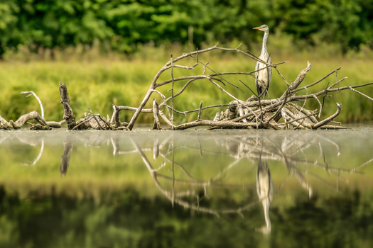 View of a grey heron standing on a pile of dead branches in a calm lake with a clear reflection in the water in Debrzno Pomeranian Voivodeshi Poland. View of a grey heron standing on a pile of dead branches in a calm lake with a clear reflection in the water in Debrzno Pomeranian Voivodeshi Poland.