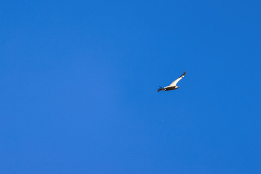 Aerial view of a Cape vulture soaring through the clear blue sky above Marakele National Park in Waterberg District Municipality Limpopo South Africa. Aerial view of a Cape vulture soaring through the clear blue sky above Marakele National Park in Waterberg District Municipality Limpopo South Africa.