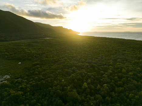 Aerial view of the lush Karimunjawa Mangrove Forest edged by the sea kissed by the golden sunset Karimunjawa Central Java Indonesia.