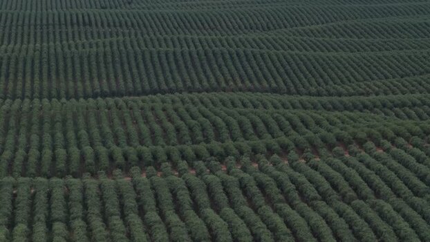 Aerial view of vast rows of green plantation crops Portugal. Aerial view of vast rows of green plantation crops Portugal.